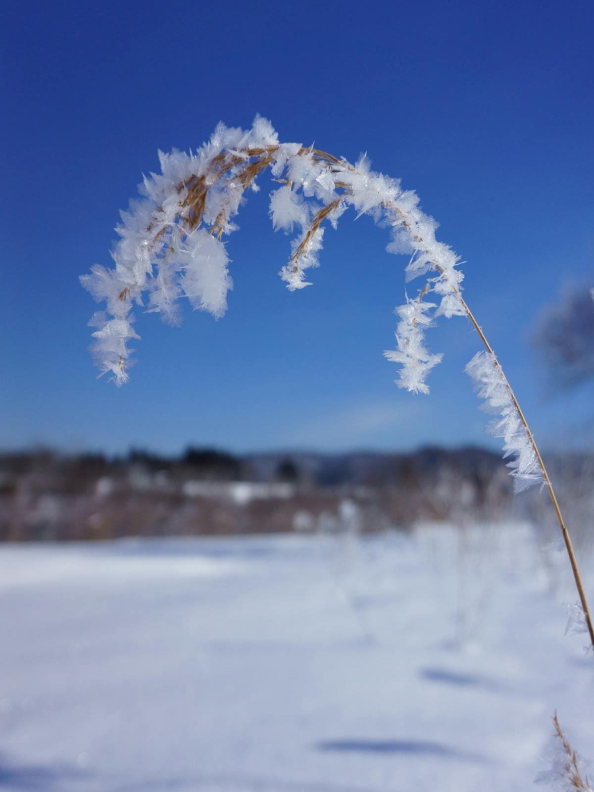 親子の雪上体験 花巻の雪原を突っ走る爽快イベント オマツリジャパン あなたと祭りをつなげるメディア