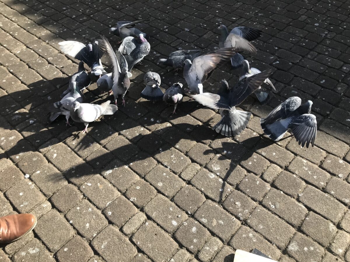 人類の未来のために ジェネリック恵方巻き をさがす オマツリジャパン あなたと祭りをつなげるメディア 人類の未来のために ジェネリック恵方巻き をさがす オマツリジャパン あなたと祭りをつなげるメディア