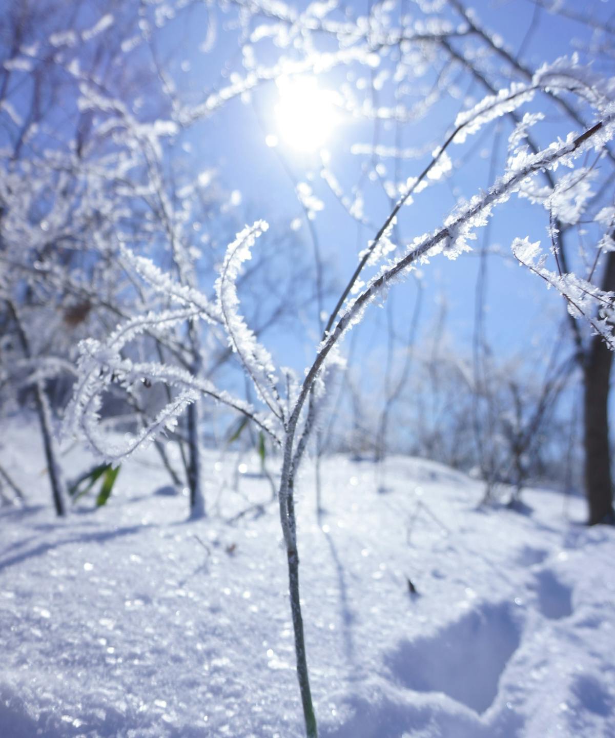 親子の雪上体験 花巻の雪原を突っ走る爽快イベント オマツリジャパン あなたと祭りをつなげるメディア