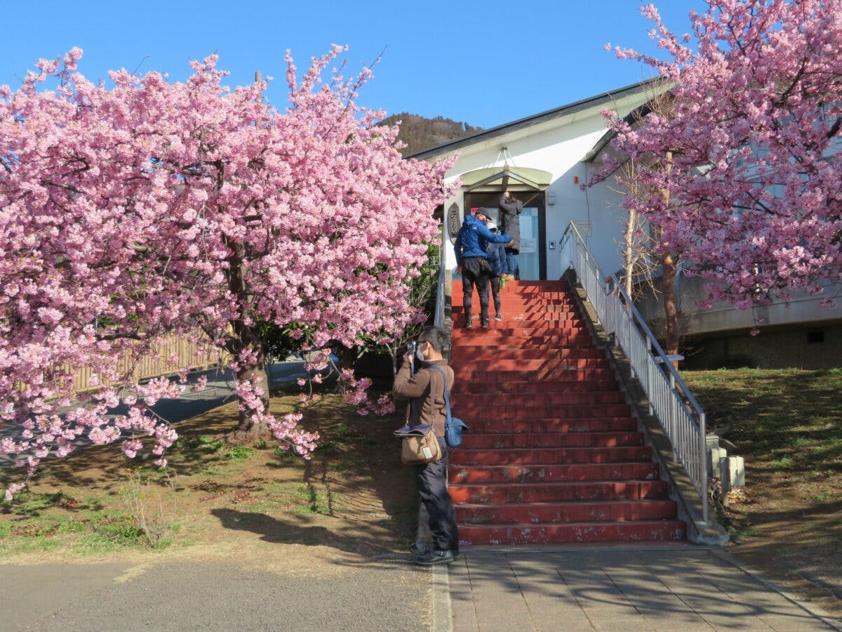 まつだ桜まつり 絶妙のバランスで色彩が溶け合う河津桜 菜の花 富士山 オマツリジャパン あなたと祭りをつなげるメディア