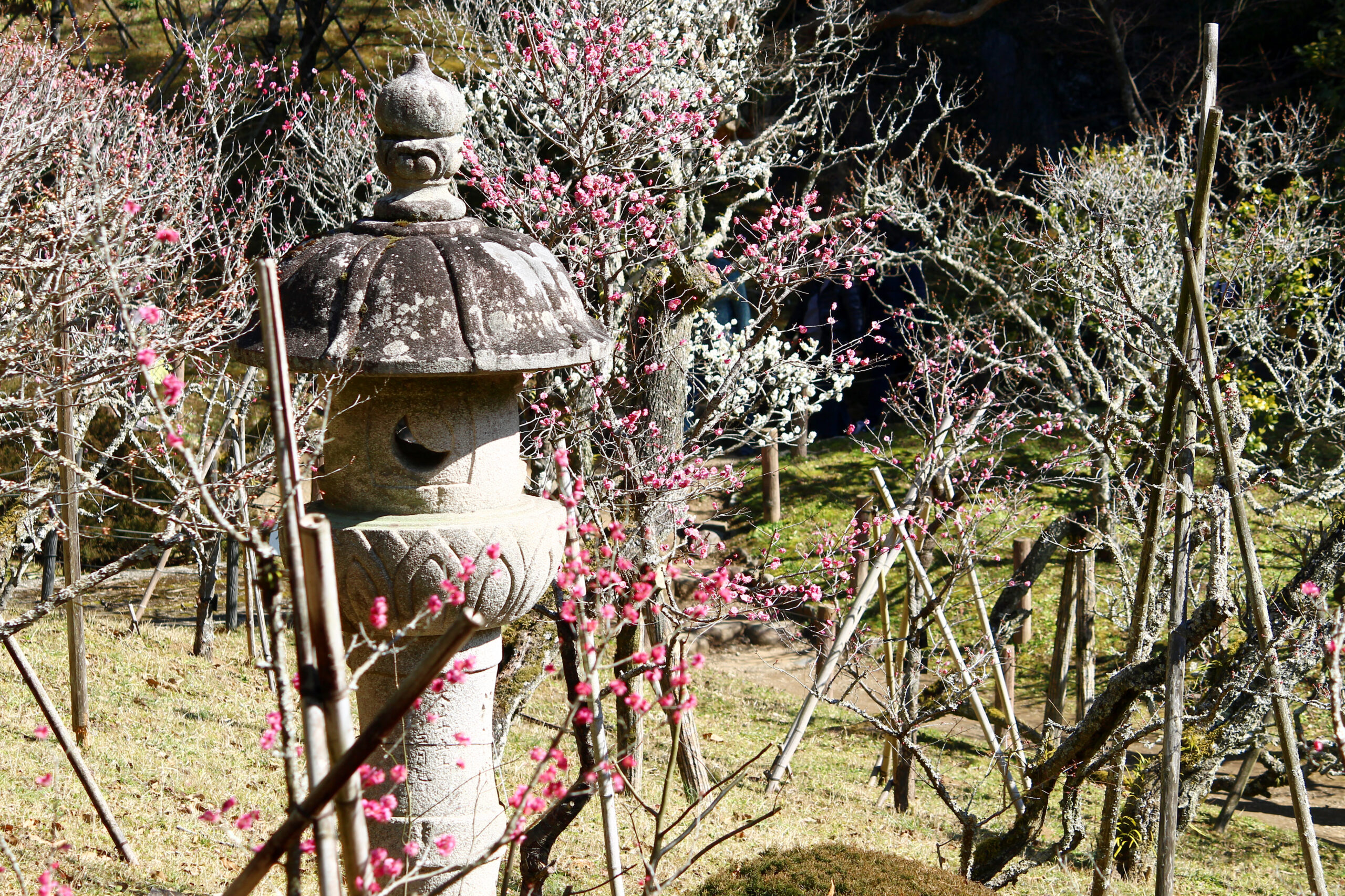 成田の梅まつり