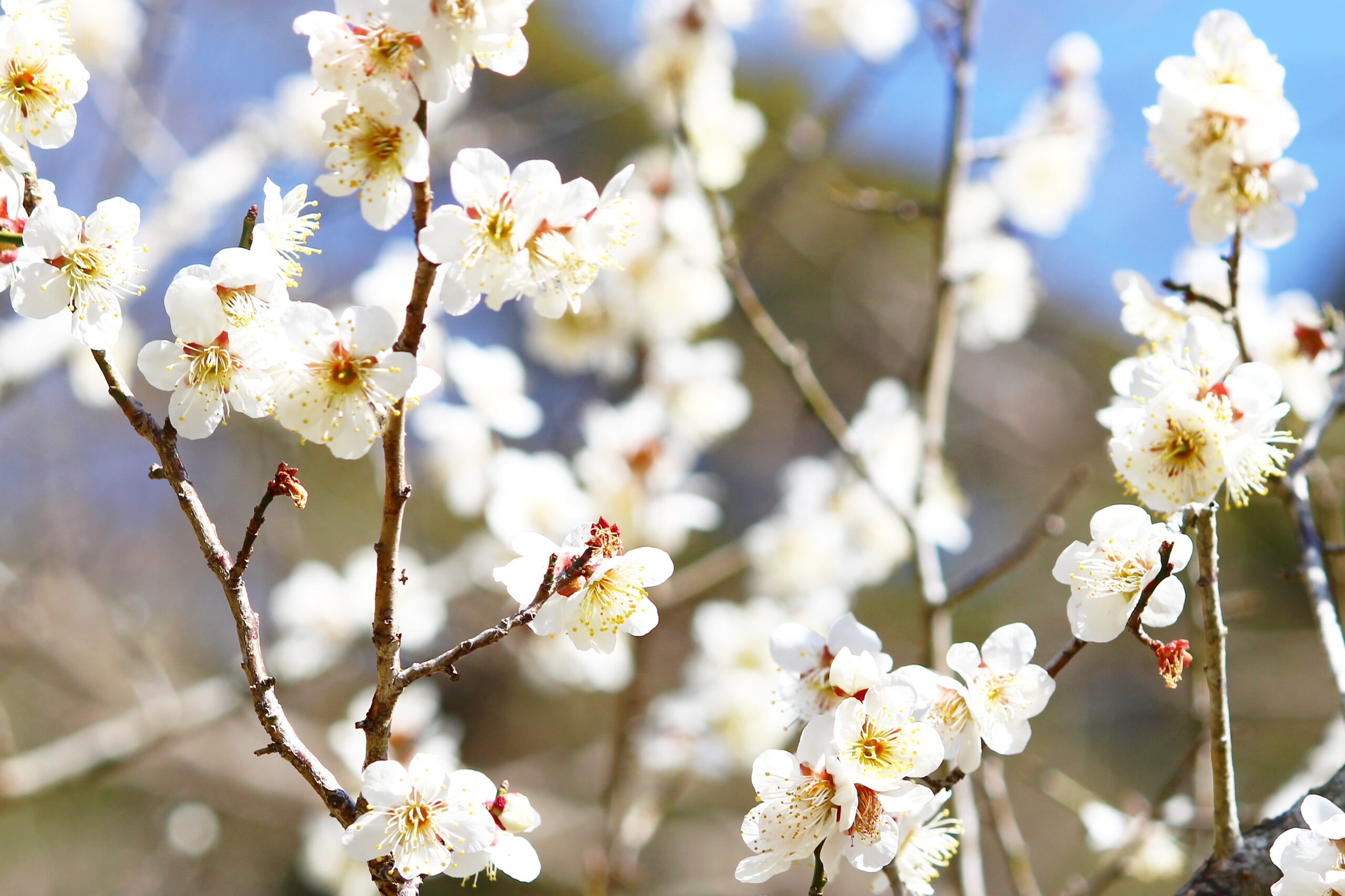 成田の梅まつり