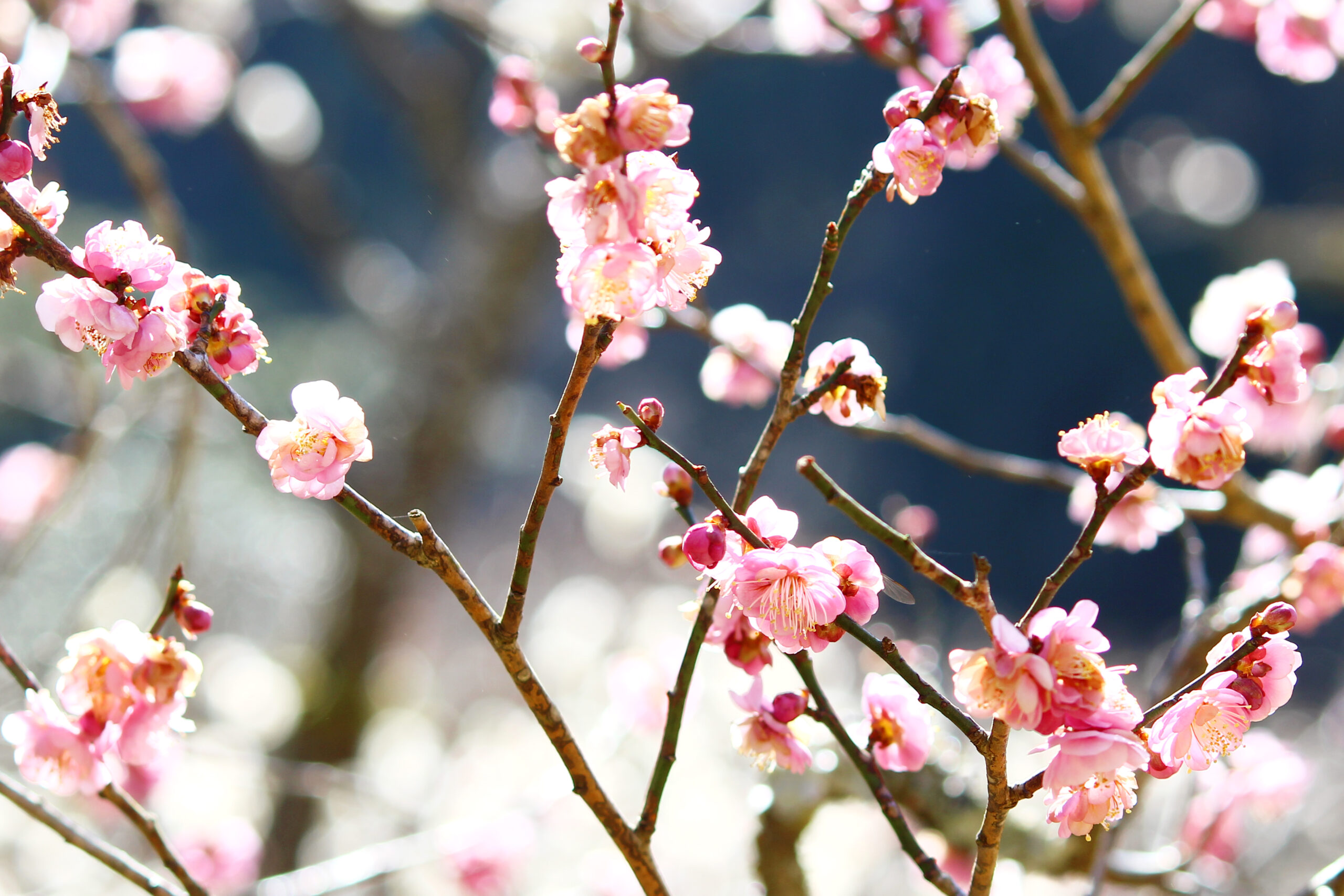 成田の梅まつり