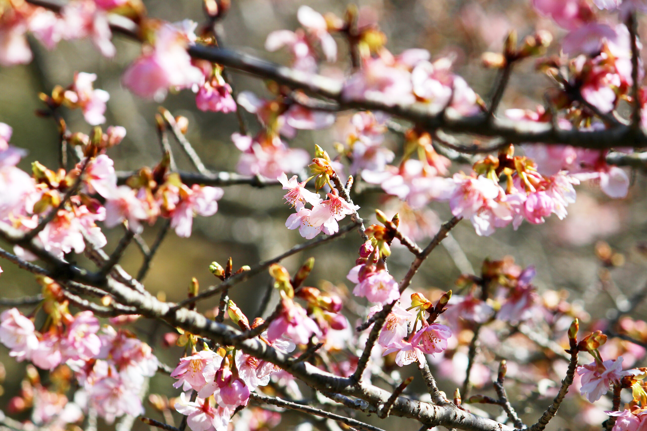成田の梅まつり
