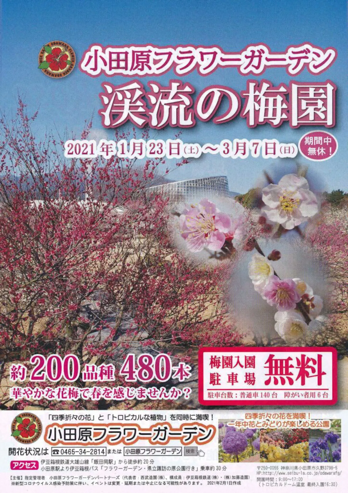 渓流の梅園梅まつり 関東最多級の品種を誇る小田原フラワーガーデン オマツリジャパン あなたと祭りをつなげるメディア 渓流の梅園梅まつり 関東最多級の品種を誇る小田原フラワーガーデン オマツリジャパン あなたと祭りをつなげるメディア