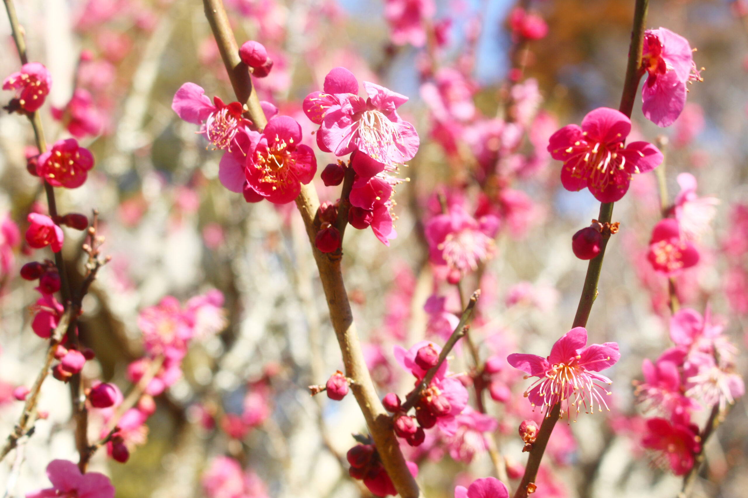 成田の梅まつり