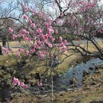 【渓流の梅園梅まつり】関東最多級の品種を誇る小田原フラワーガーデン