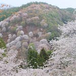 千本桜「奈良 吉野山」で宿くらべ！御朱印・名所めぐりしてみた