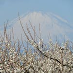 【曽我別所梅まつり】雪化粧の富士山を背景に可憐な花を咲かせる紅白の梅
