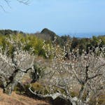 【辻村植物公園梅まつり】いこいの森の斜面を覆う初春の小田原の市の花
