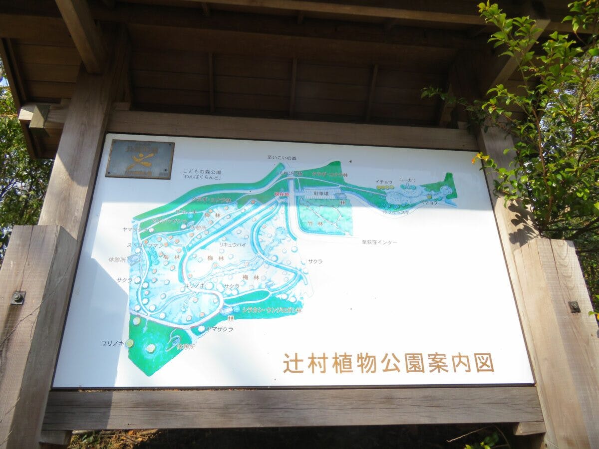 辻村植物公園梅まつり いこいの森の斜面を覆う初春の小田原の市の花 オマツリジャパン 毎日 祭日 辻村植物公園梅まつり いこいの森の斜面を覆う初春の小田原の市の花 オマツリジャパン 毎日 祭日