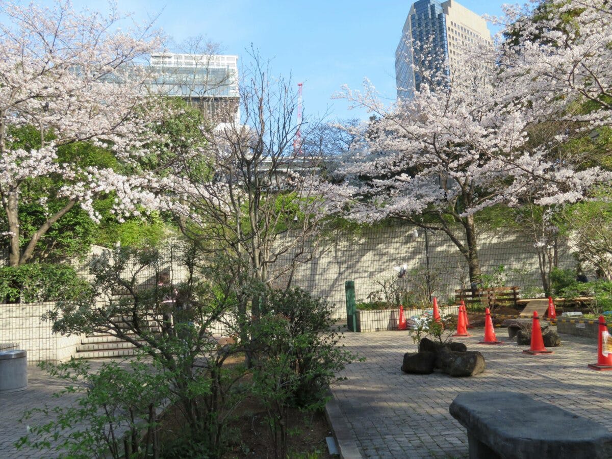 アークヒルズの桜 薄紅色の花で覆われるサントリーホールやカラヤン広場 オマツリジャパン あなたと祭りをつなげるメディア