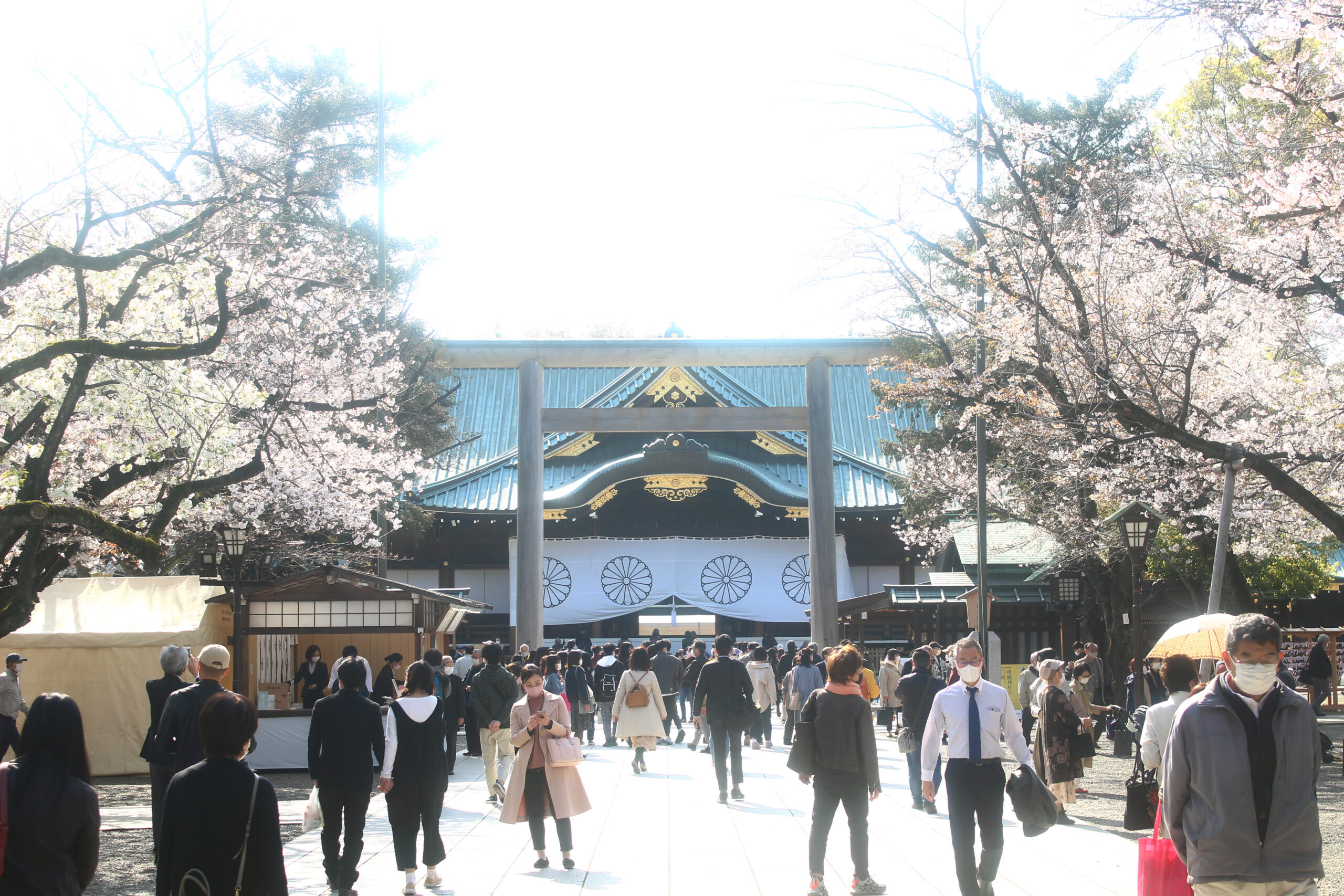 靖國神社にある東京の桜の標本木！開花を告げる桜と満開の境内を速報で