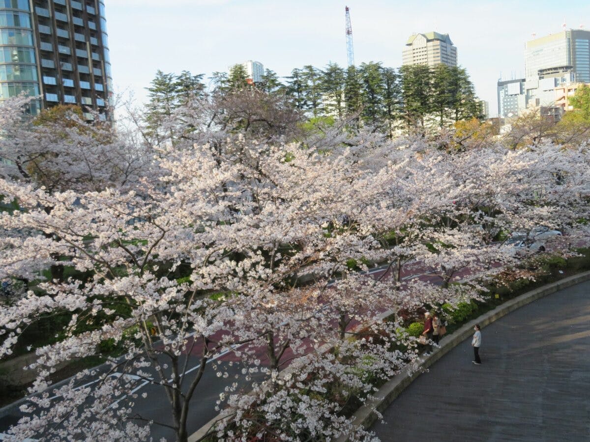 東京ミッドタウンの桜 ガーデンアーチの下で緩やかな弧を描く薄紅色の花 オマツリジャパン あなたと祭りをつなげるメディア