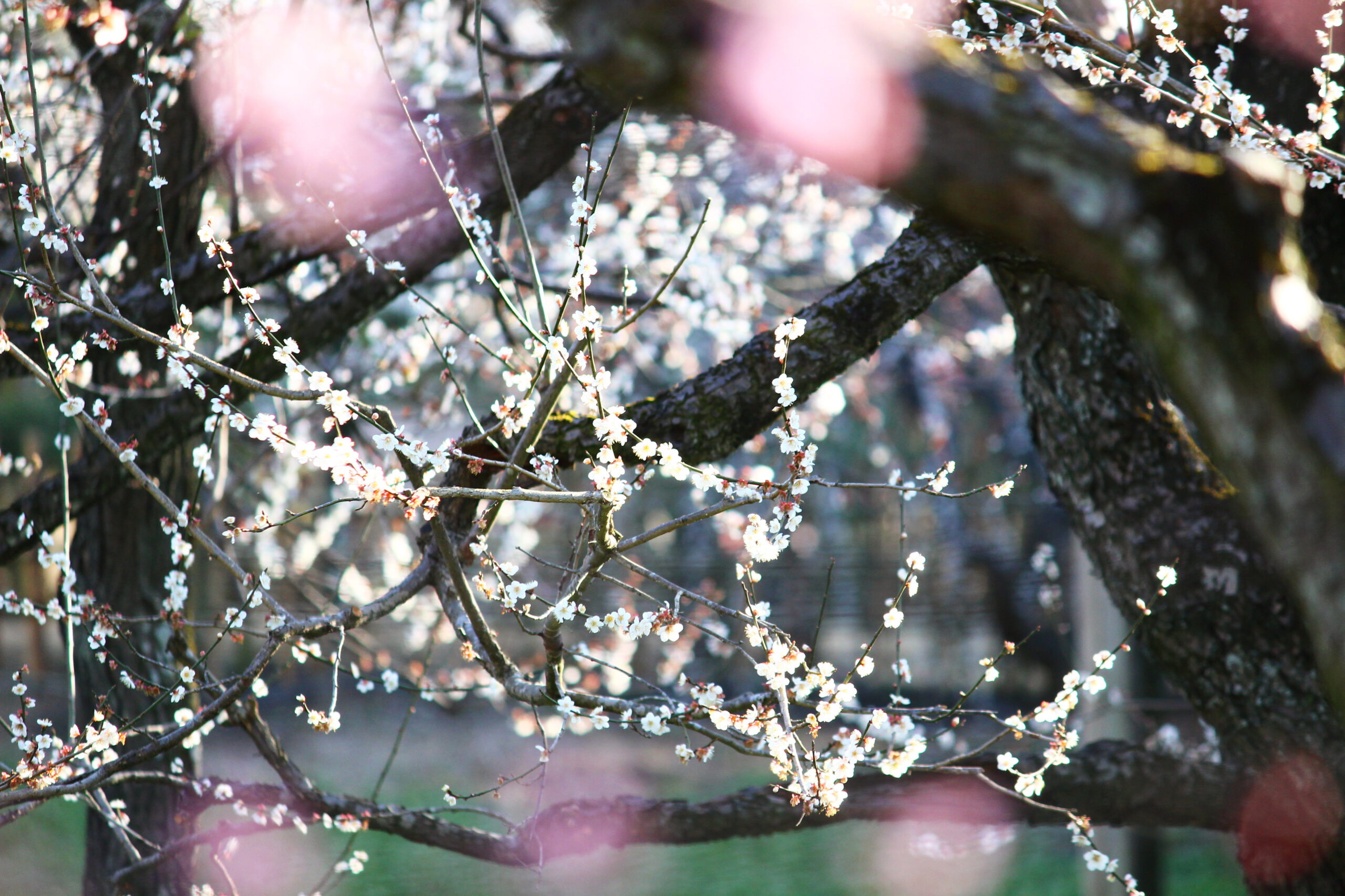 水戸の梅まつり