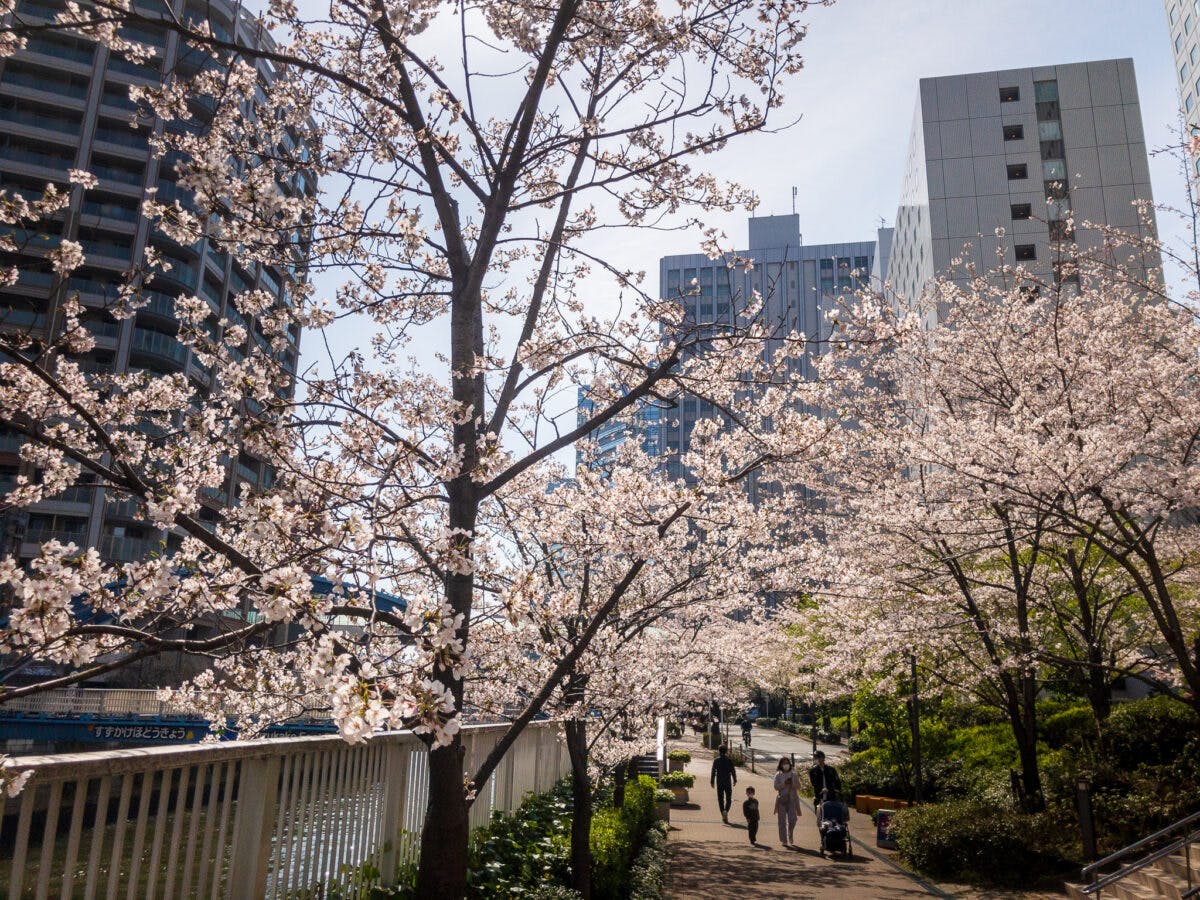 目黒川の桜 五反田駅 旧東海道 品川橋 を巡るぶらり散歩 オマツリジャパン あなたと祭りをつなげるメディア 目黒川の桜 五反田駅 旧東海道 品川橋 を巡るぶらり散歩 オマツリジャパン あなたと祭りをつなげるメディア