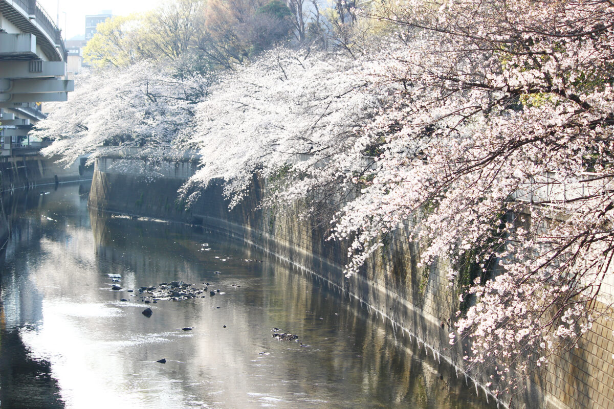 江戸川公園は明治から続く桜の名所。川に覆いかぶさるように咲く桜は必見！