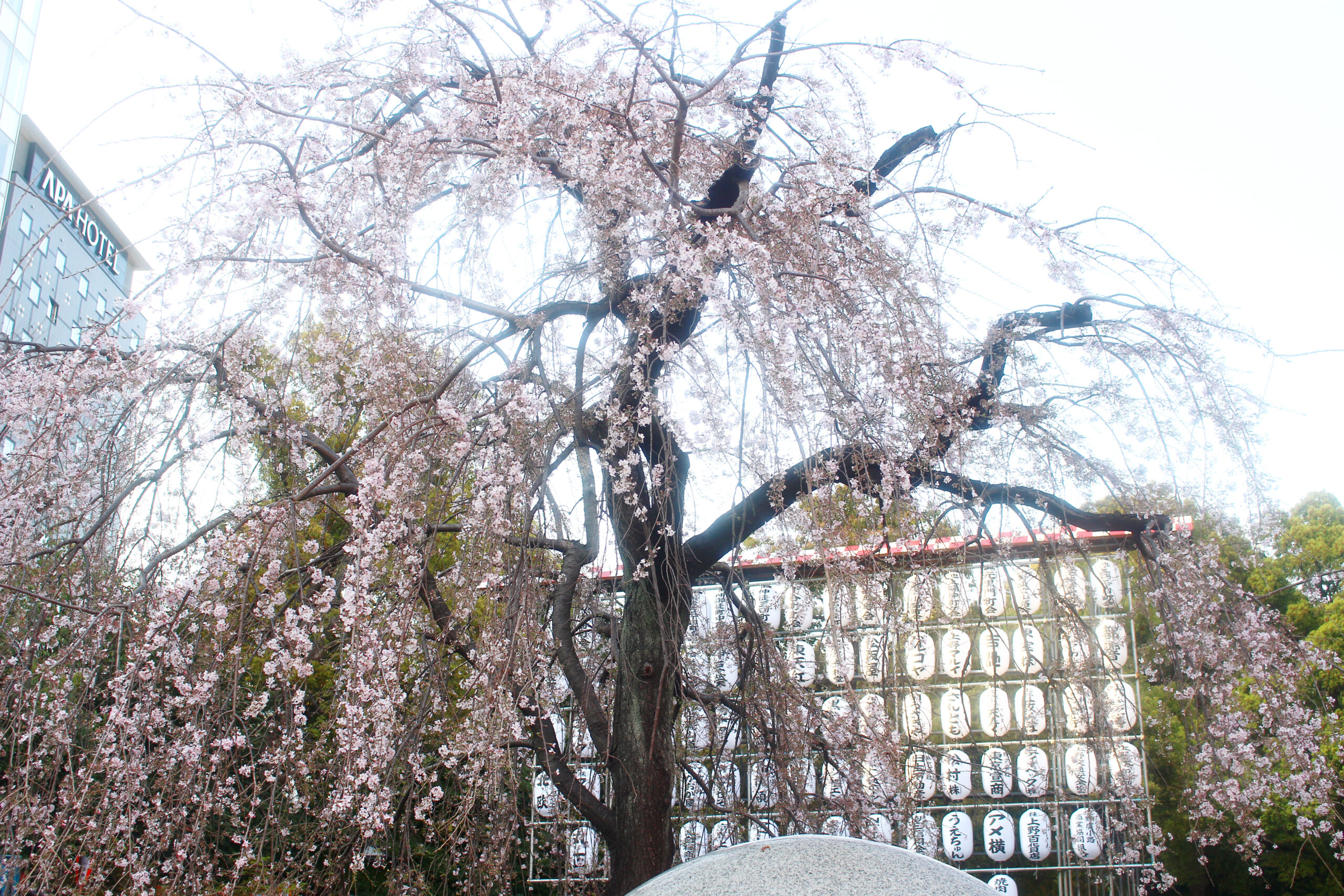 上野恩賜公園の桜、今年は歩いて見よう！園内の桜見どころスポットも 