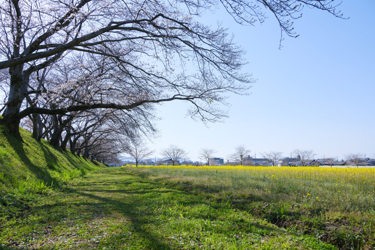 藤原宮跡行き方