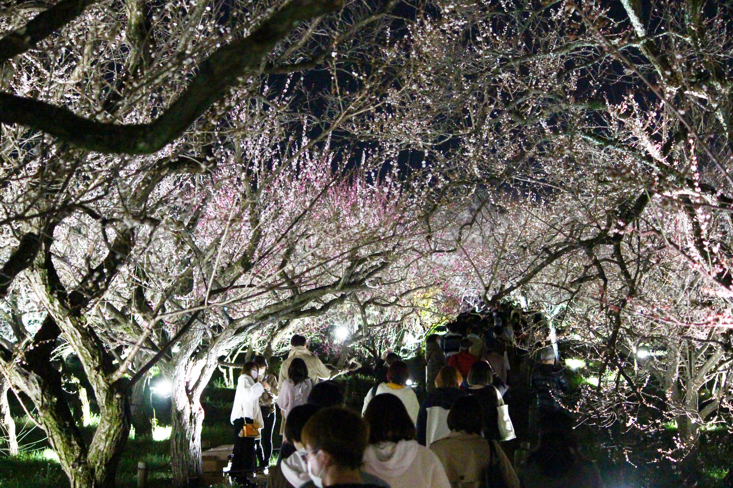 水戸の梅まつり