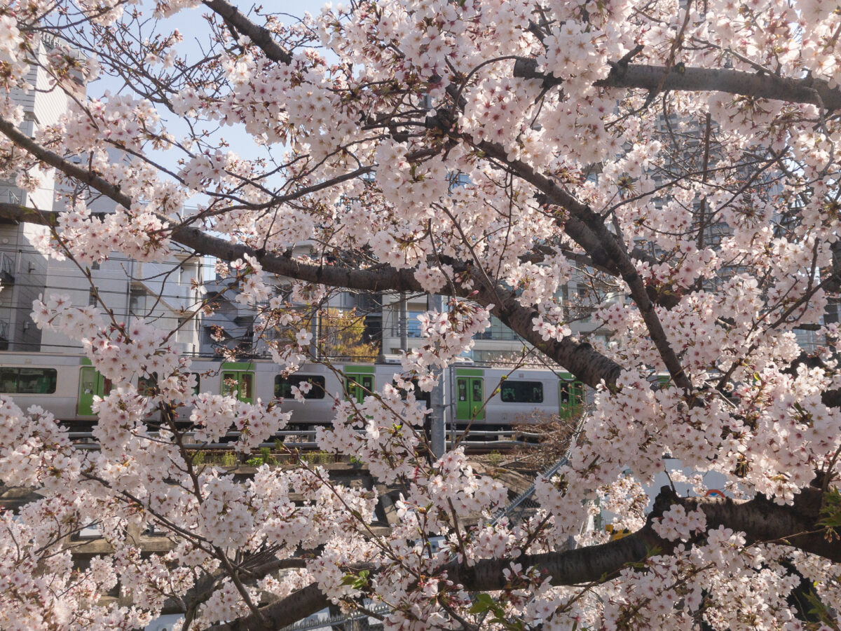 目黒川(五反田駅〜旧東海道・品川橋)