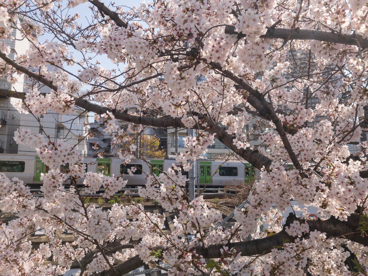 目黒川の桜 五反田駅 旧東海道 品川橋 を巡るぶらり散歩 オマツリジャパン あなたと祭りをつなげるメディア 目黒川の桜 五反田駅 旧東海道 品川橋 を巡るぶらり散歩 オマツリジャパン あなたと祭りをつなげるメディア