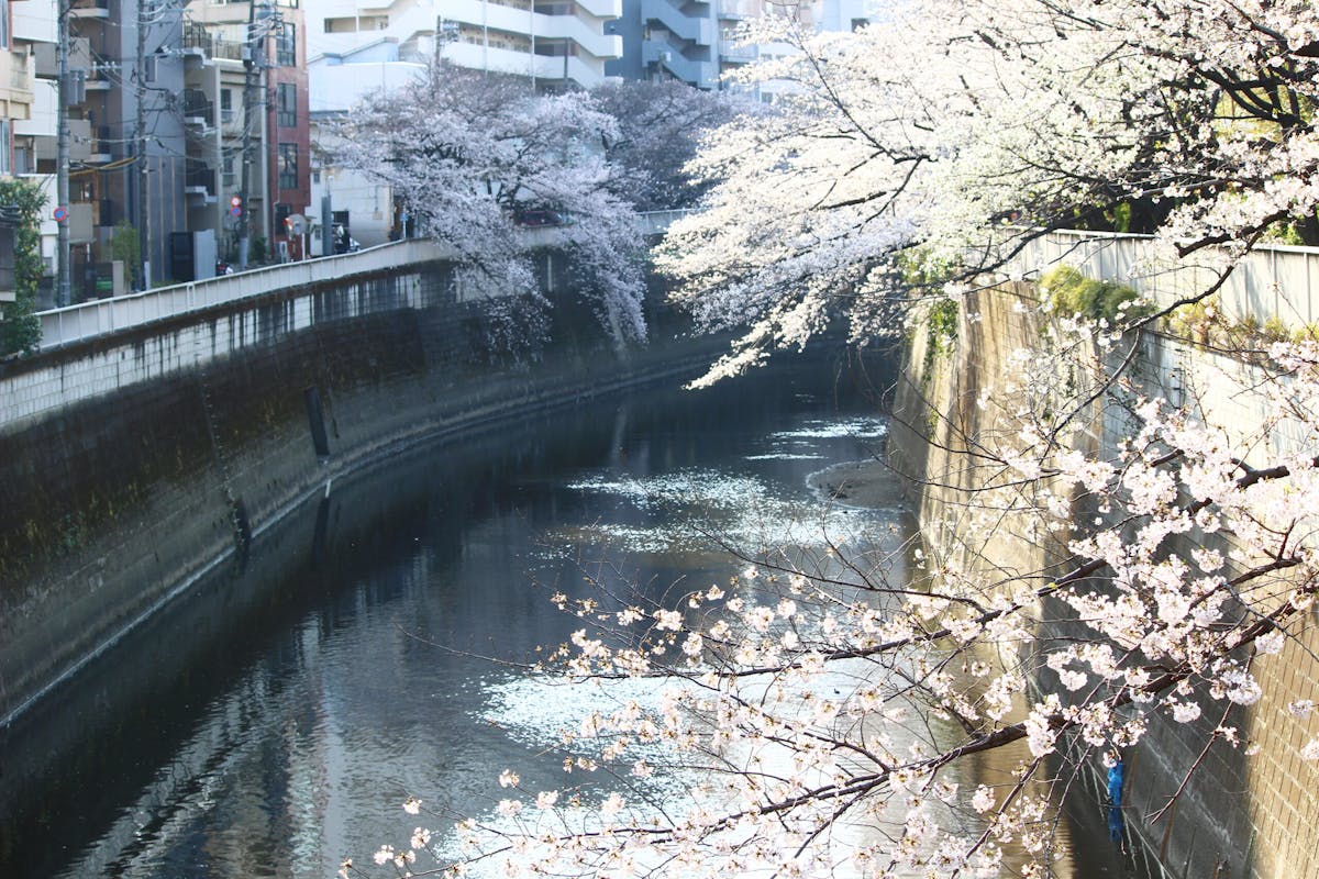 江戸川公園は明治から続く桜の名所 川に覆いかぶさるように咲く桜は必見 オマツリジャパン あなたと祭りをつなげるメディア 江戸川公園は明治から続く桜の名所 川に覆いかぶさるように咲く桜は必見 オマツリジャパン あなたと祭りをつなげるメディア