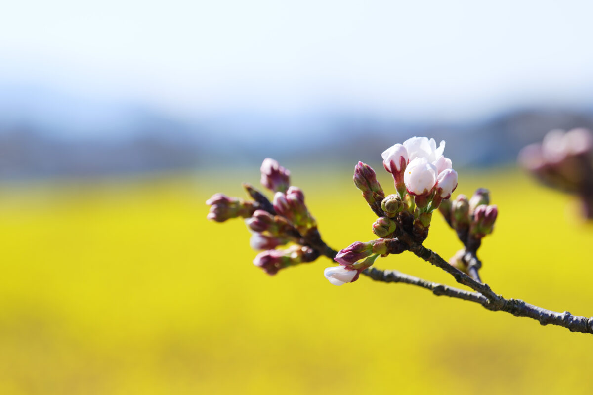 藤原宮跡行き方