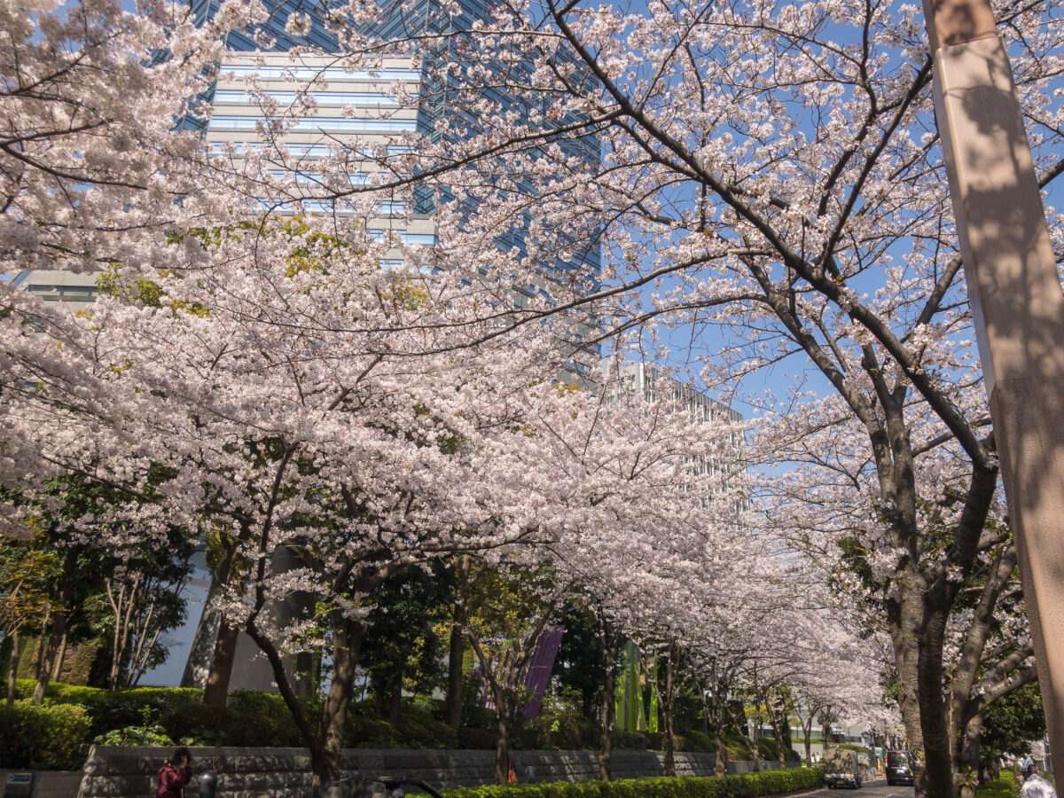 目黒川(五反田駅〜旧東海道・品川橋)