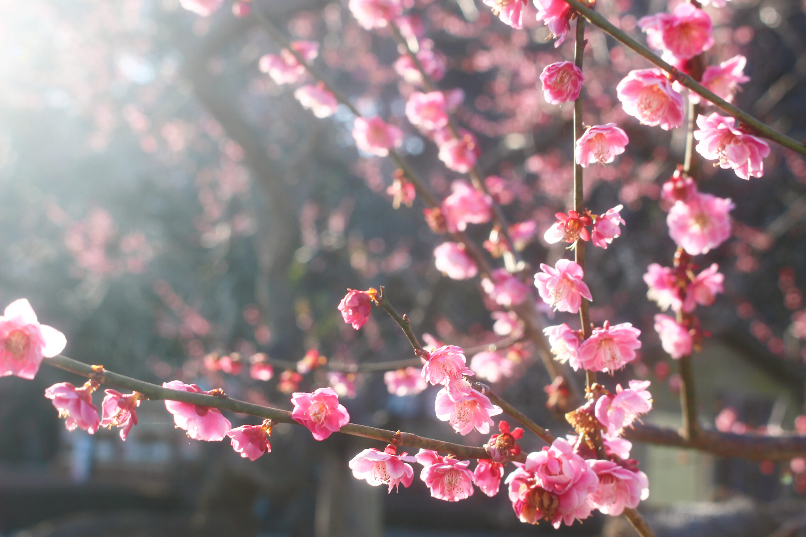 水戸の梅まつり