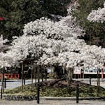 三日間だけ咲く幻の桜「千眼桜」京都 大原野神社