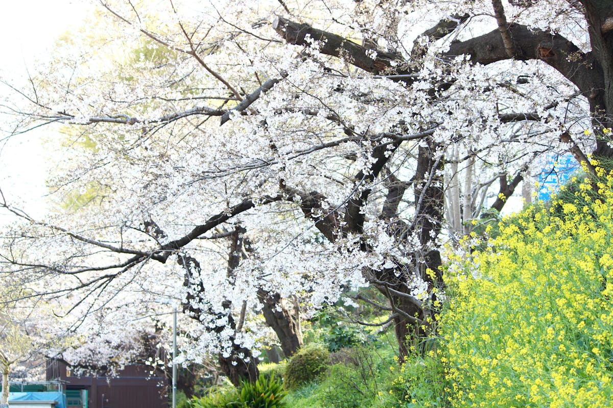 外濠公園は駅チカの桜スポット 市ヶ谷 四ツ谷から歩いて行ける憩いの場 オマツリジャパン 毎日 祭日 外濠公園は駅チカの桜スポット 市ヶ谷 四ツ谷から歩いて行ける憩いの場 オマツリジャパン 毎日 祭日