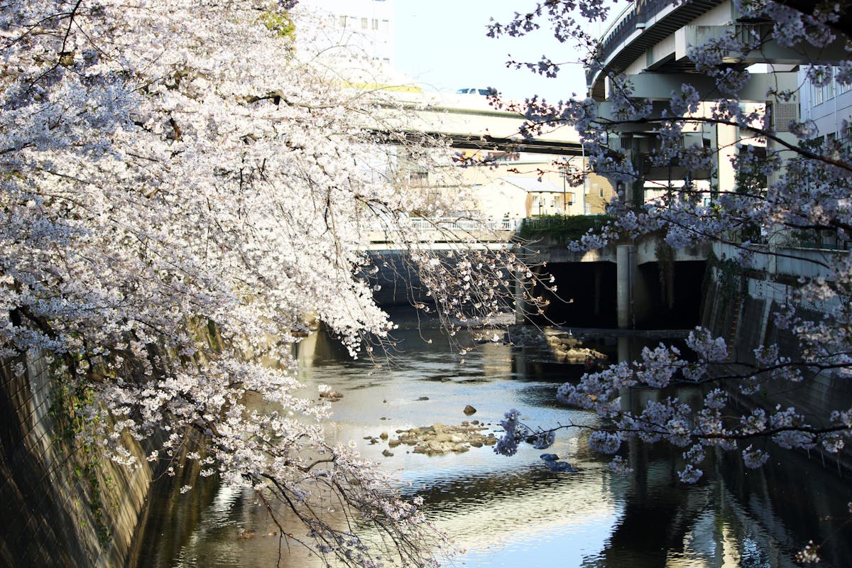 江戸川公園は明治から続く桜の名所 川に覆いかぶさるように咲く桜は必見 オマツリジャパン あなたと祭りをつなげるメディア