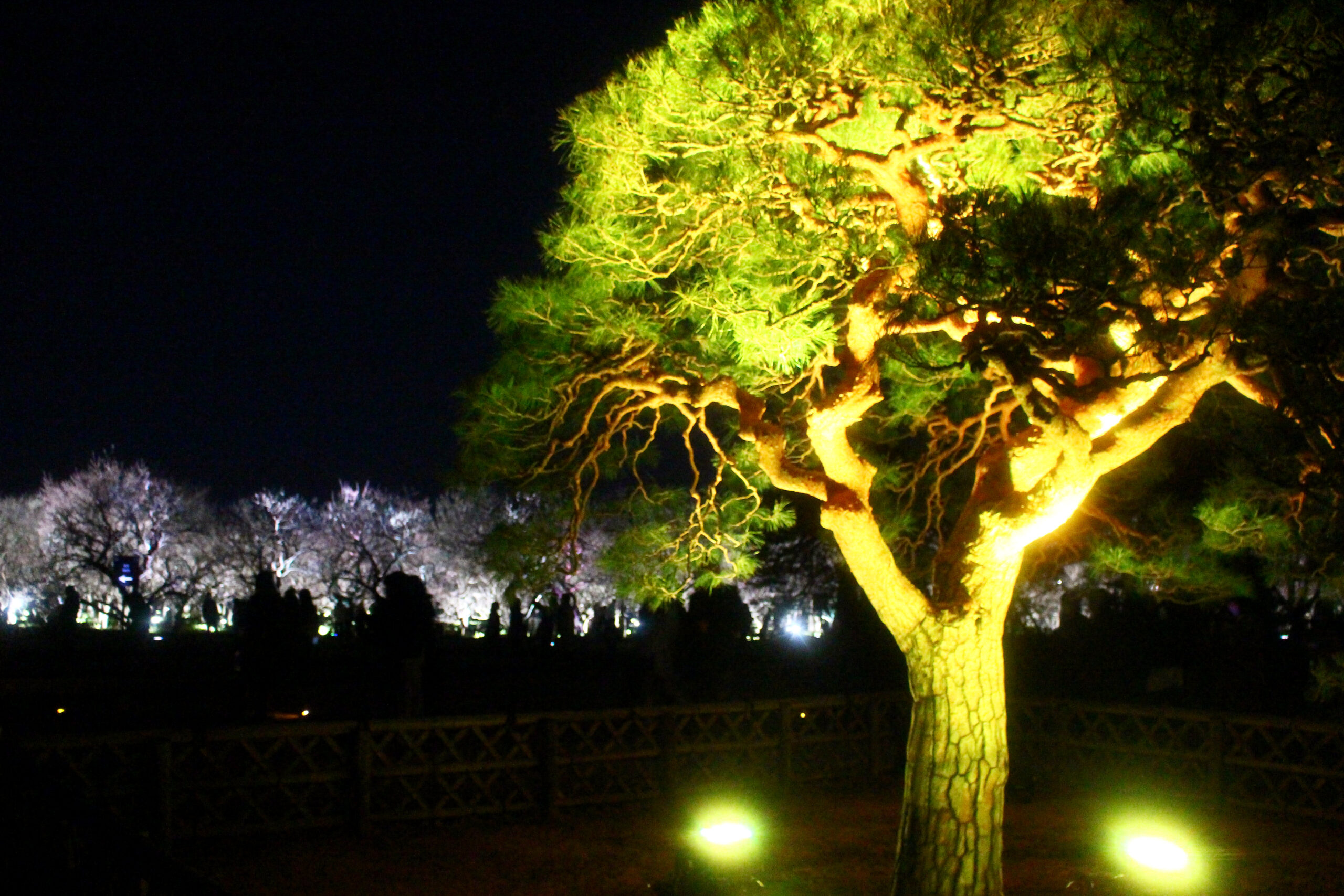 水戸の梅まつり