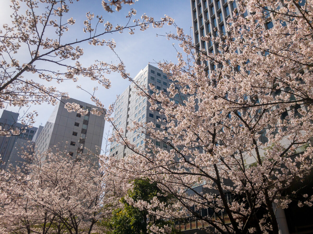 目黒川(五反田駅〜旧東海道・品川橋)