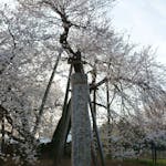 【東光寺蒲桜祭】日本五大桜に数えられる埼玉県北本市の石戸蒲ザクラ