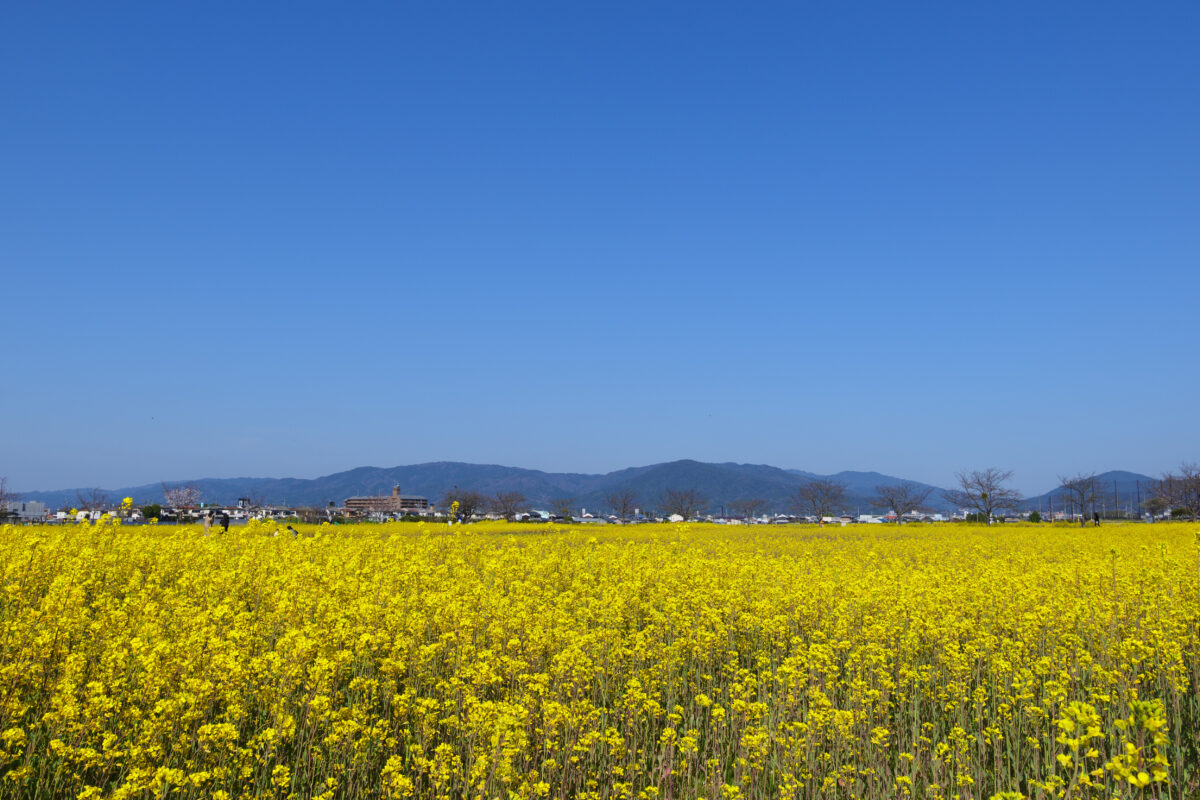 藤原宮跡行き方