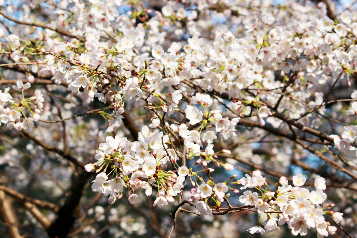 外濠公園は駅チカの桜スポット 市ヶ谷 四ツ谷から歩いて行ける憩いの場 オマツリジャパン あなたと祭りをつなげるメディア 外濠公園は駅チカの桜スポット 市ヶ谷 四ツ谷から歩いて行ける憩いの場 オマツリジャパン あなたと祭りをつなげるメディア