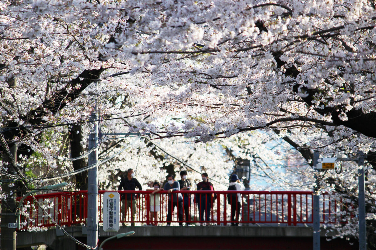 桜坂は歌の舞台にもなる桜の名所！ピンクのトンネルが切通しの坂道に続く