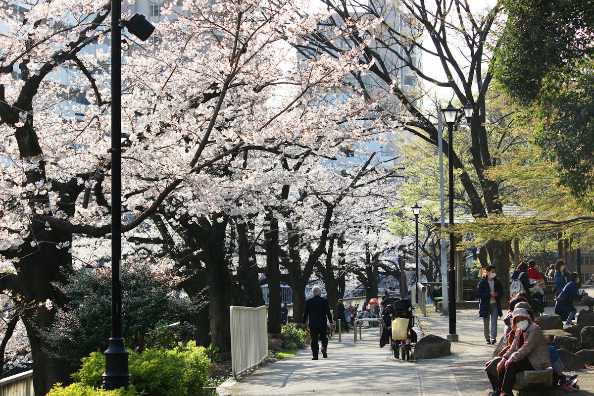 江戸川公園は明治から続く桜の名所 川に覆いかぶさるように咲く桜は必見 オマツリジャパン あなたと祭りをつなげるメディア