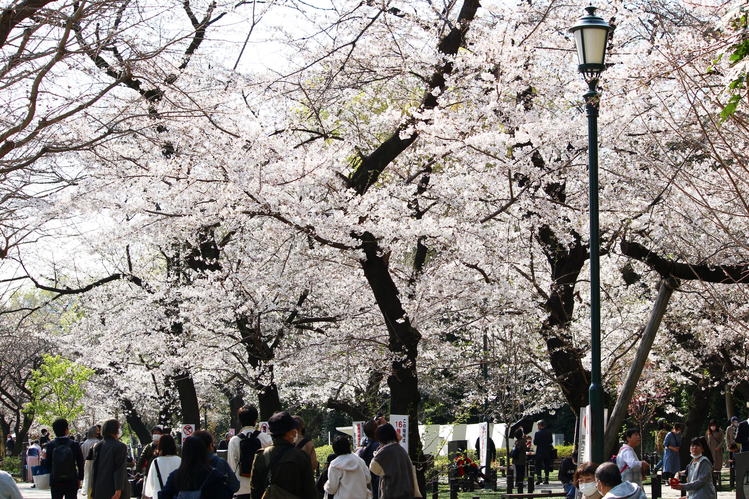 靖國神社にある東京の桜の標本木！開花を告げる桜と満開の境内を速報で