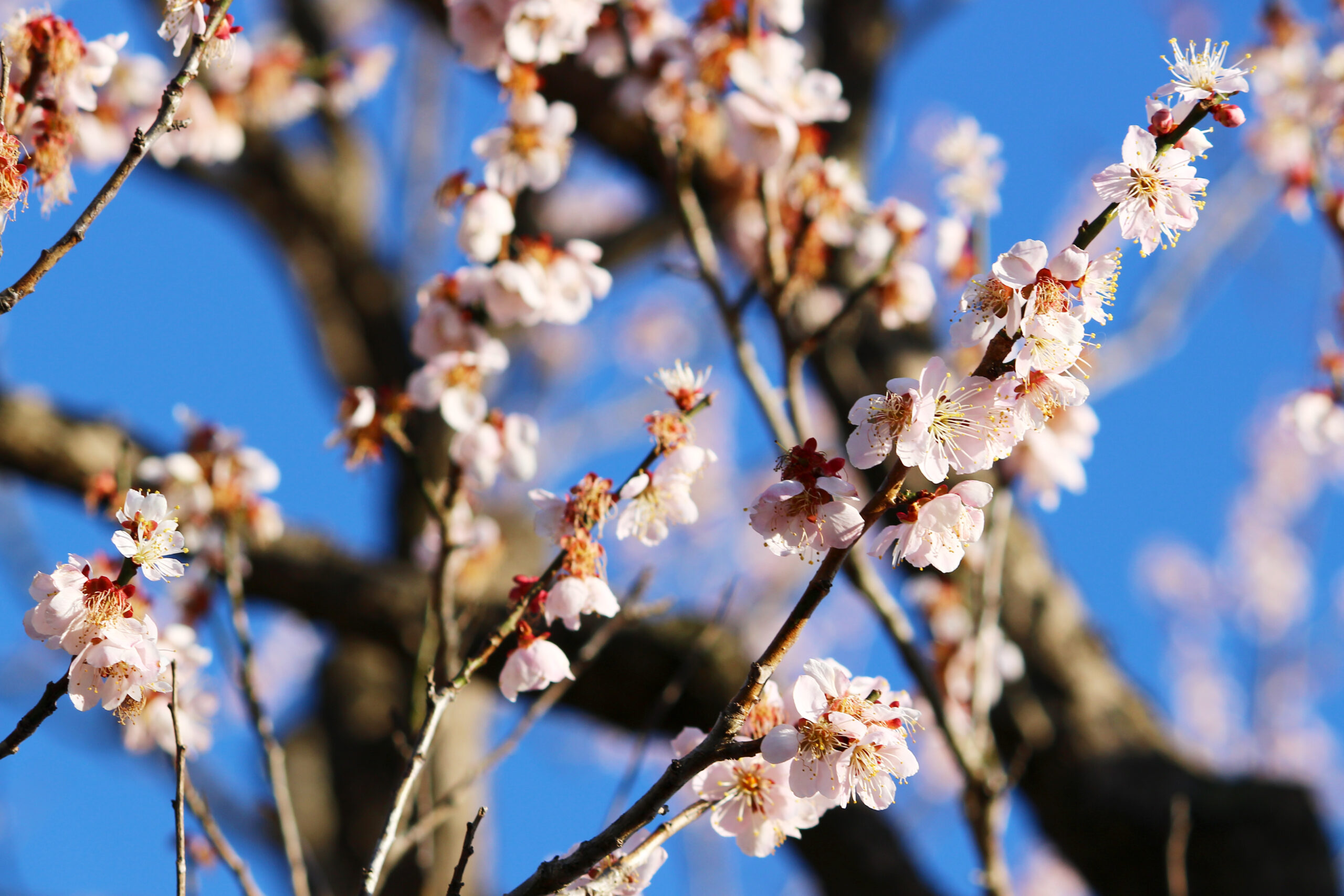 水戸の梅まつり