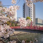 目黒川の桜（五反田駅〜旧東海道・品川橋）を巡るぶらり散歩