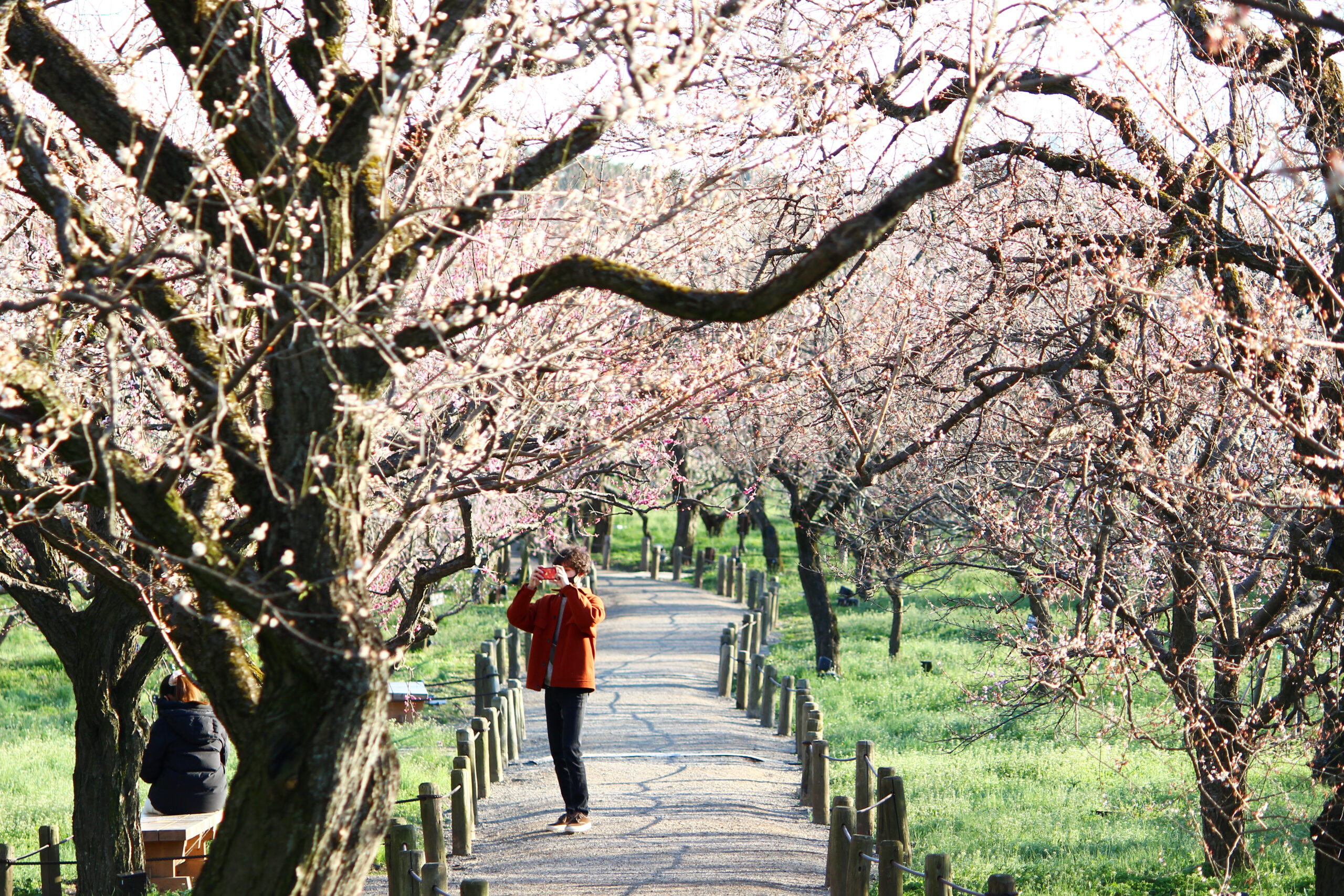 水戸の梅まつり