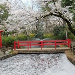 【与野公園の桜】弁天池に架かる赤色の橋と調和する薄紅色の桜の花