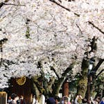 靖國神社にある東京の桜の標本木！開花を告げる桜と満開の境内を速報で紹介