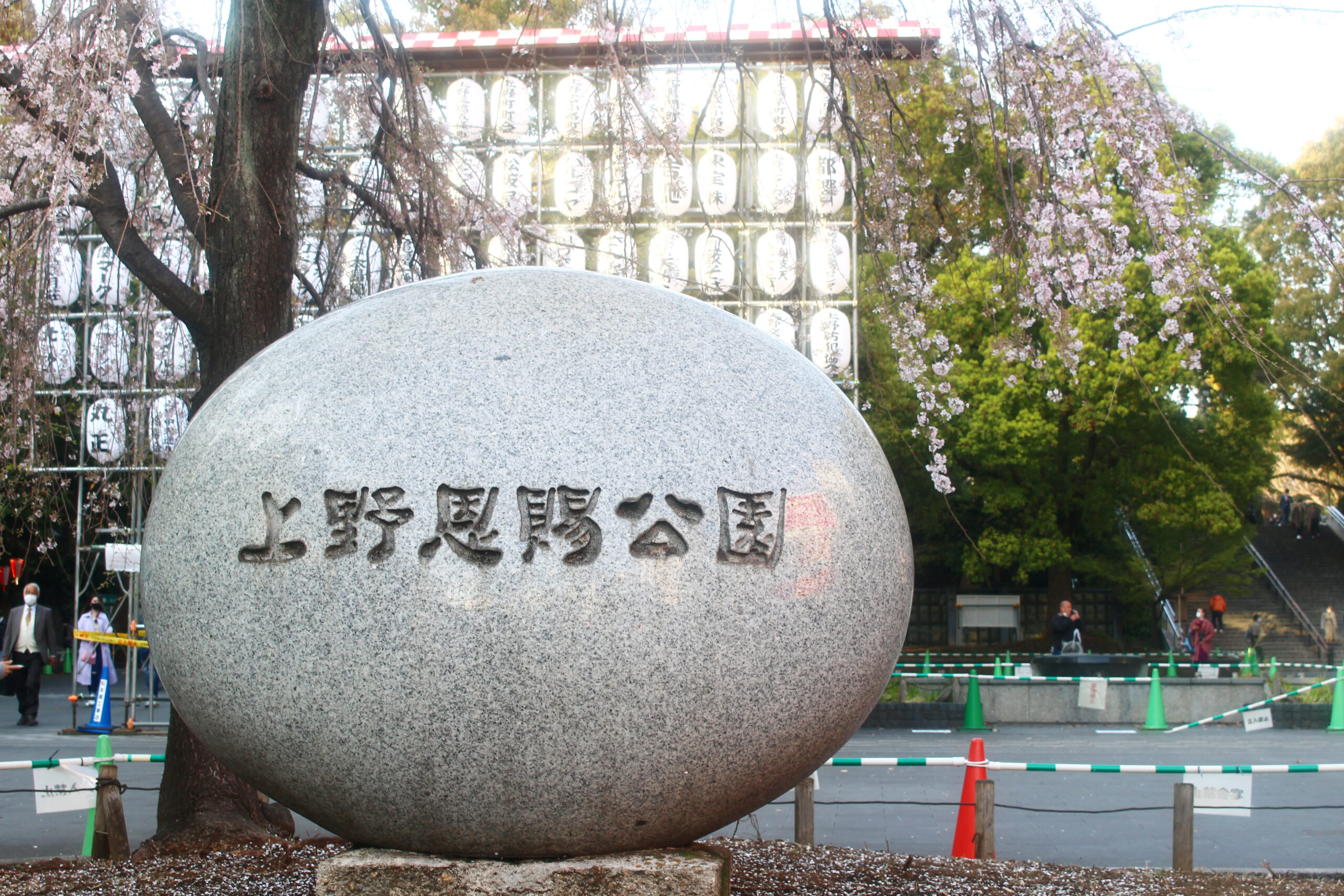 上野恩賜公園の桜、今年は歩いて見よう！園内の桜見どころスポットも 