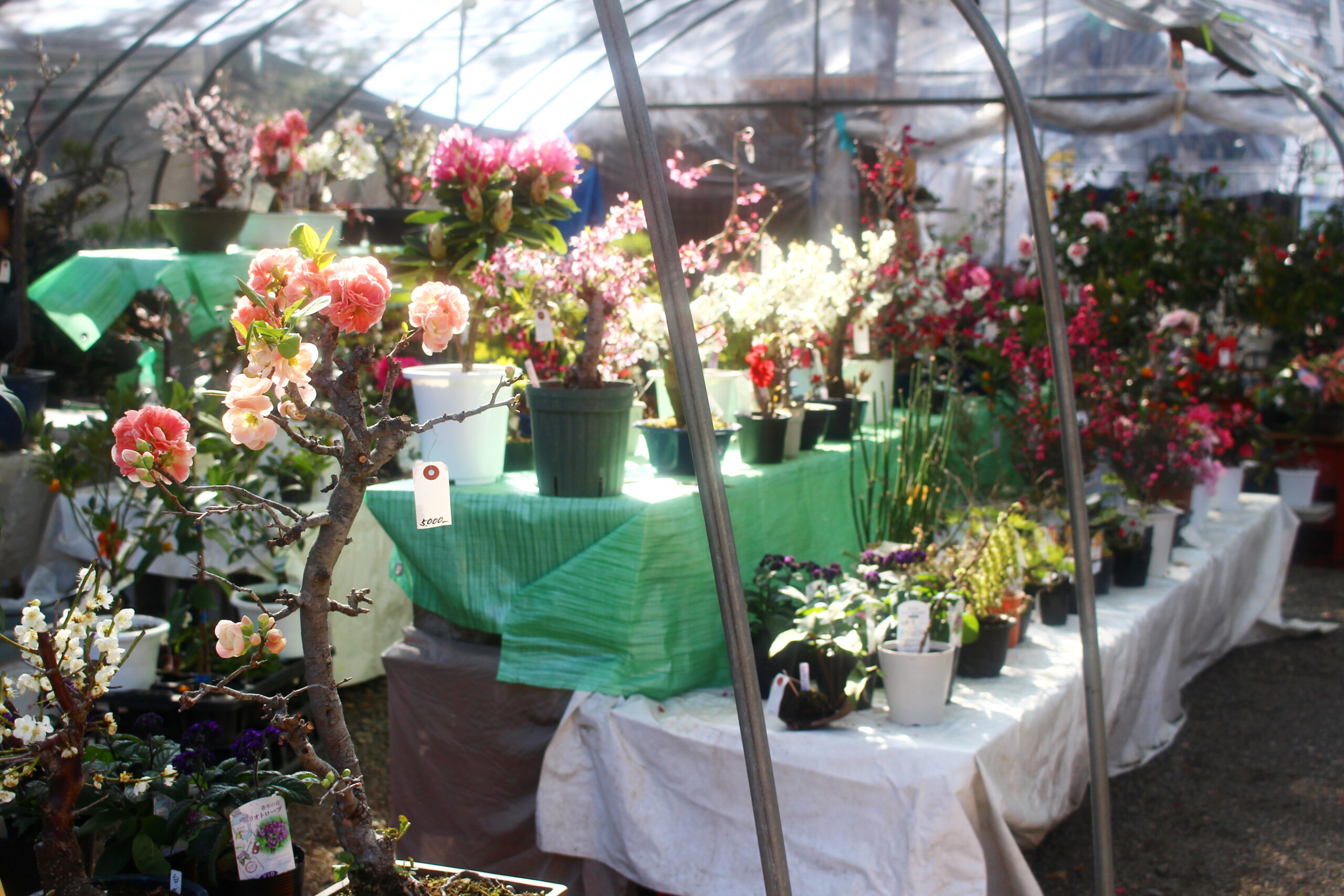 水戸の梅まつり