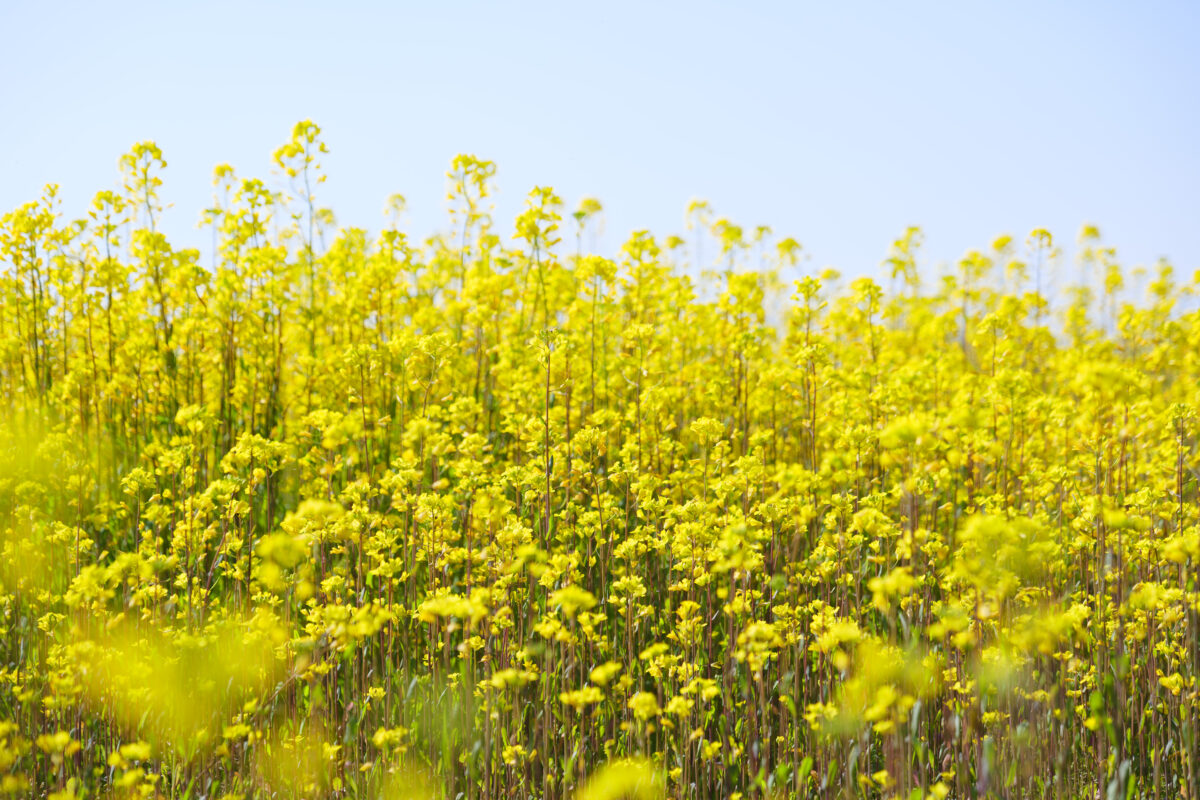藤原宮跡行き方