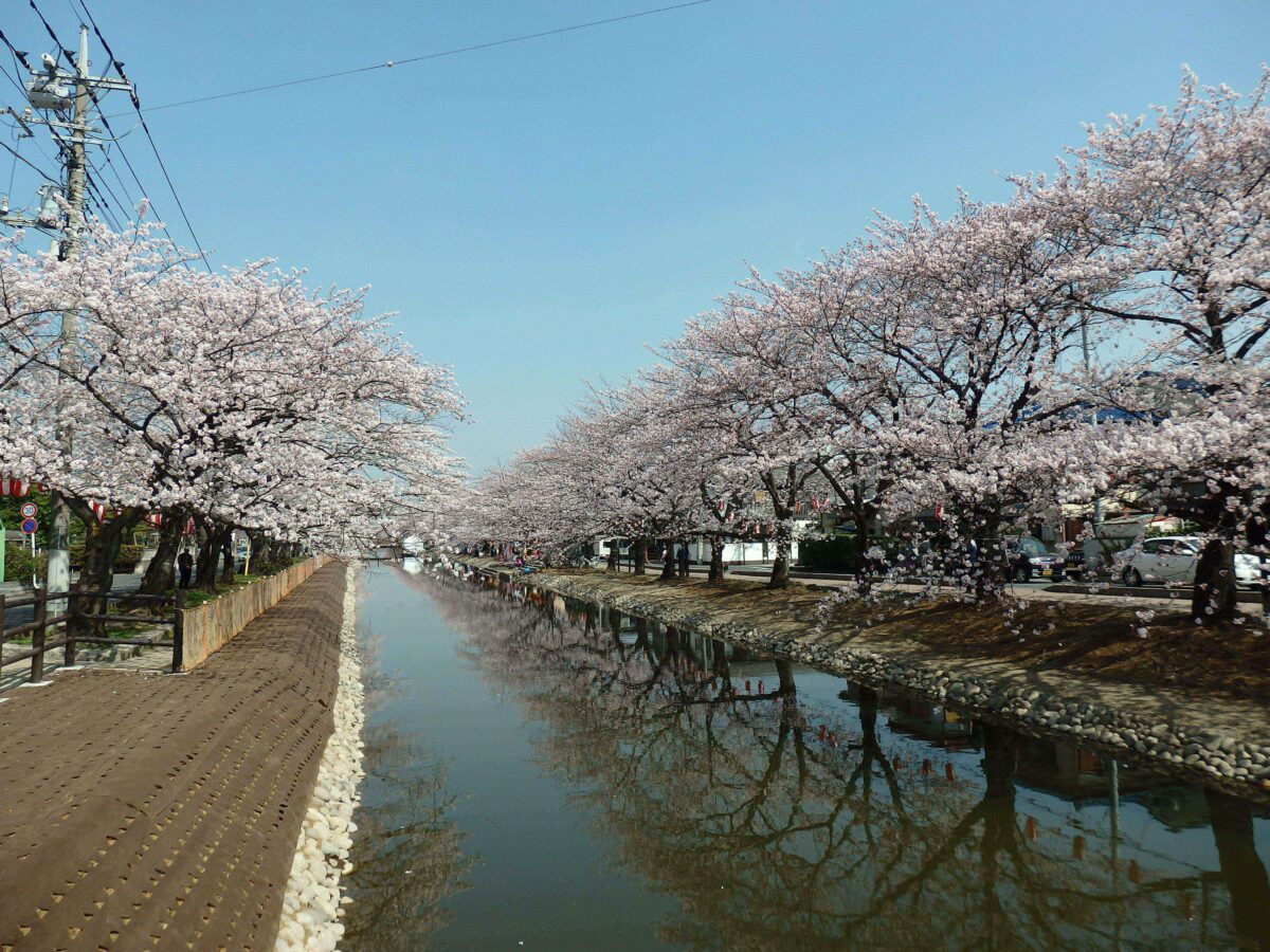 【草加桜まつり】日本三大農業用水に数えられる葛西用水に映り込む春の彩り